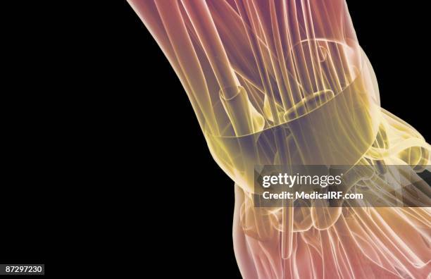 illustrations, cliparts, dessins animés et icônes de the muscles of the wrist - wrist tendons