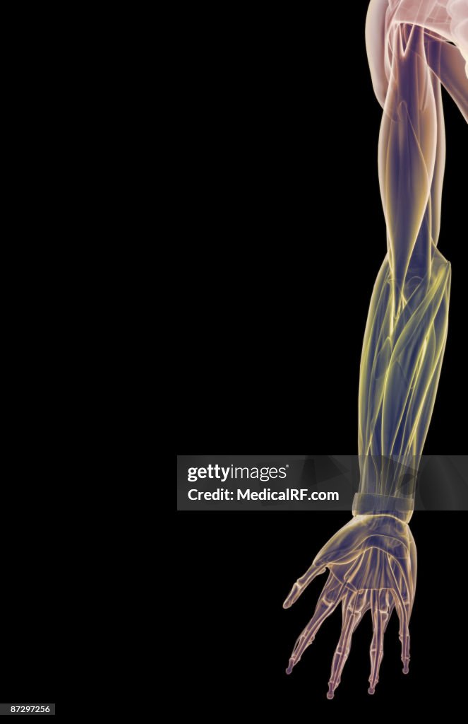 The muscles of the upper limb