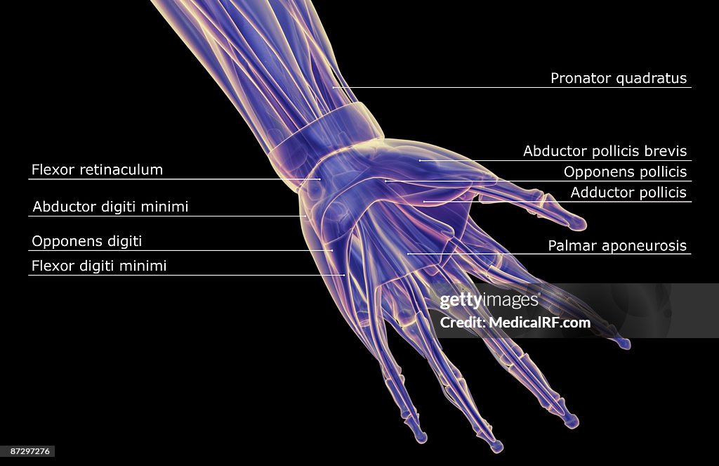 The muscles of the hand