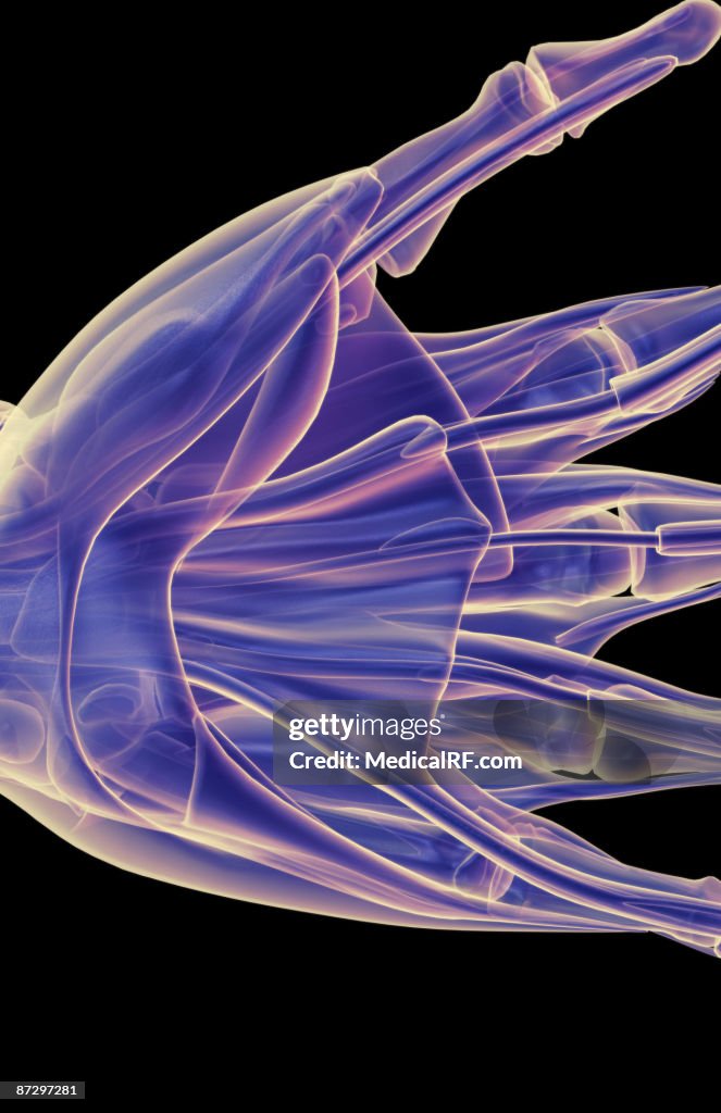 The muscles of the hand