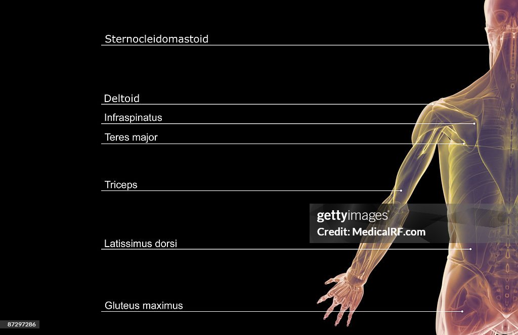 The Muscles Of The Upper Limb High Biology Diagrams