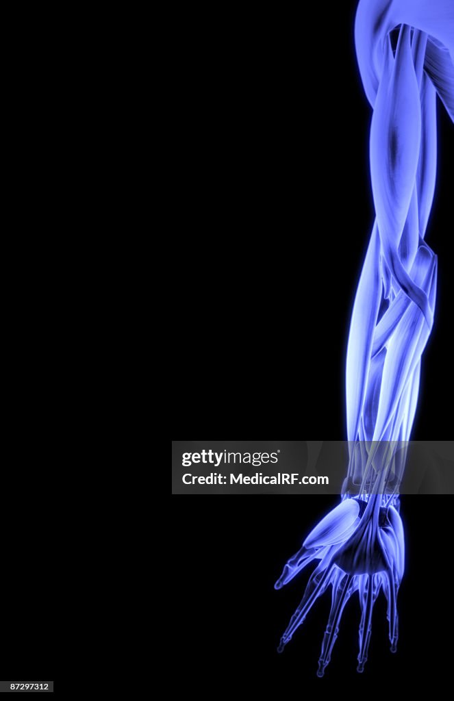 The muscles of the upper limb