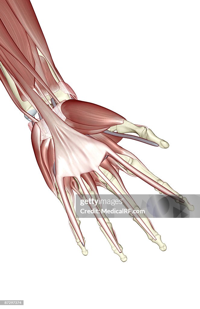 The muscles of the hand
