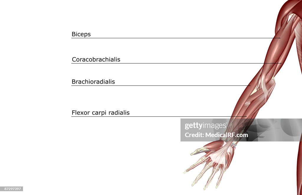 The muscles of the upper limb