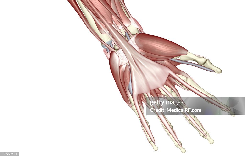 The muscles of the hand