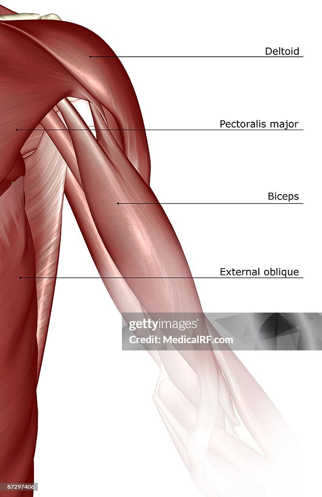 The muscles of the shoulder and upper arm