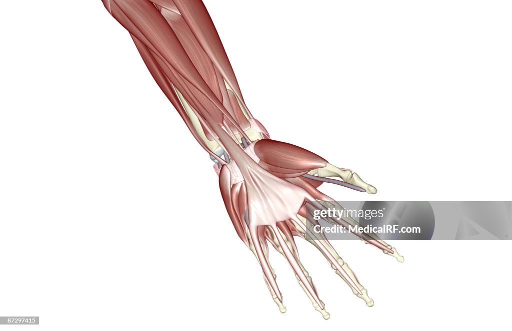 The muscles of the hand
