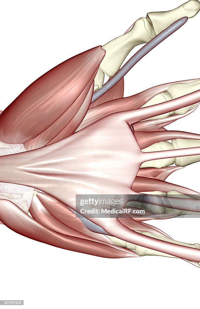 The muscles of the hand