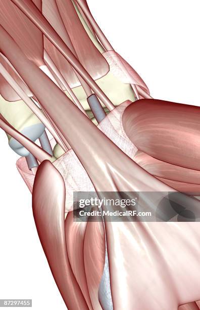 illustrations, cliparts, dessins animés et icônes de the muscles of the wrist - wrist tendons