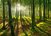 Natural Forest of Beech Trees illuminated by Sunbeams through Fog