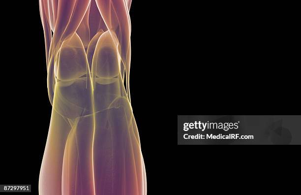 the muscles of the knee - gastrocnemius stock-grafiken, -clipart, -cartoons und -symbole