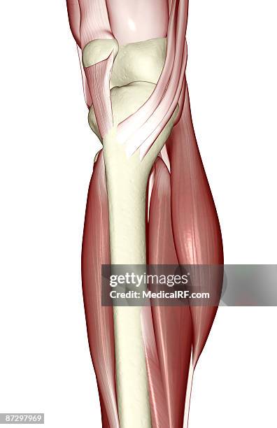 the muscles of the knee - gastrocnemius stock illustrations