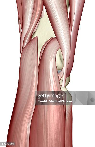 the muscles of the knee - gastrocnemius stock illustrations