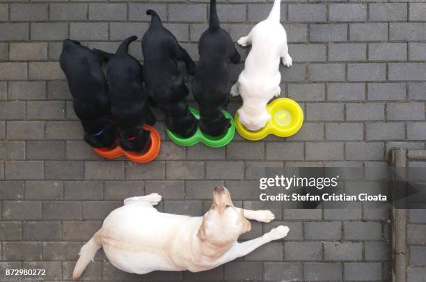 labrador mother and puppies - labrador retriever ストックフォトと画像