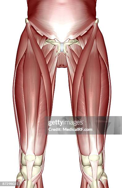 ilustrações de stock, clip art, desenhos animados e ícones de the muscles of the lower limb - vastus lateralis