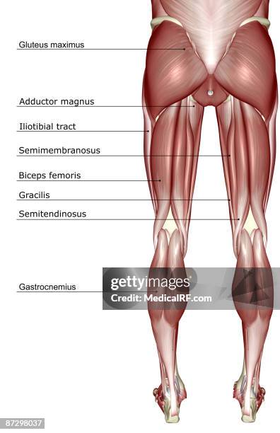 ilustrações de stock, clip art, desenhos animados e ícones de the muscles of the lower body - músculo semitendinoso