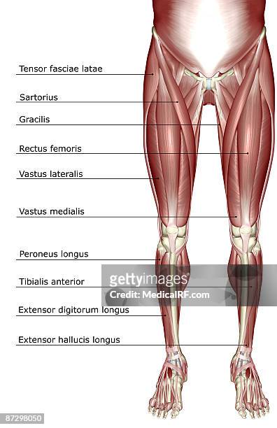 ilustrações, clipart, desenhos animados e ícones de the muscles of the lower body - fibularis longus muscle