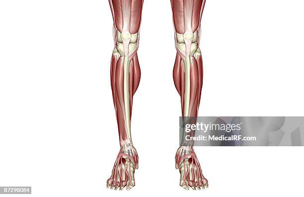 ilustrações, clipart, desenhos animados e ícones de the muscles of the legs - fibularis longus muscle