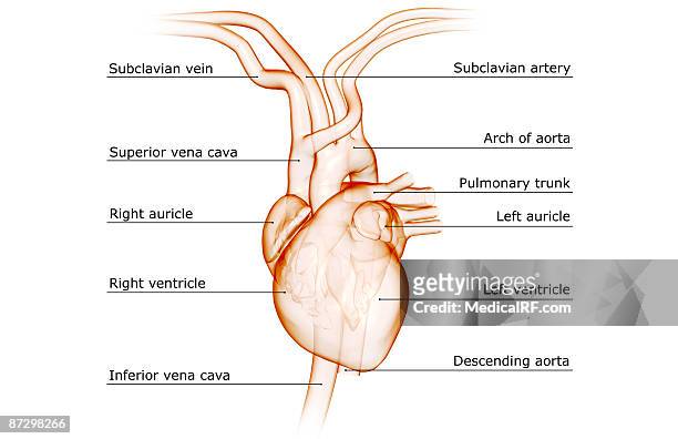 ilustrações de stock, clip art, desenhos animados e ícones de the heart and major vessels - veia pulmonar