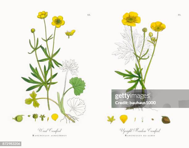 ilustrações, clipart, desenhos animados e ícones de madeira crowfoot, ranunculus auricornus, ilustração botânica vitoriana, 1863 - buttercup