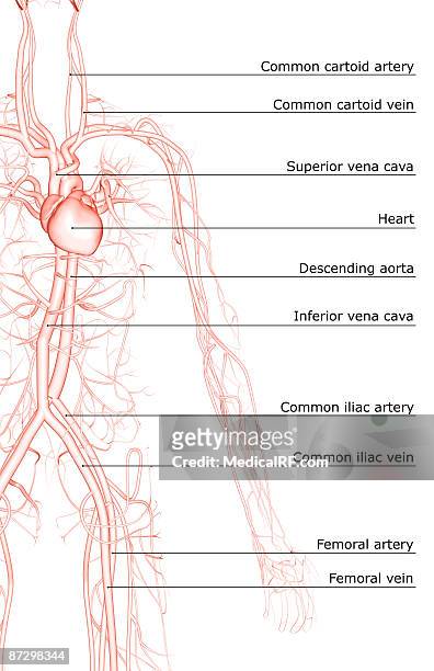 ilustrações de stock, clip art, desenhos animados e ícones de the blood vessels of the upper body - veia pulmonar