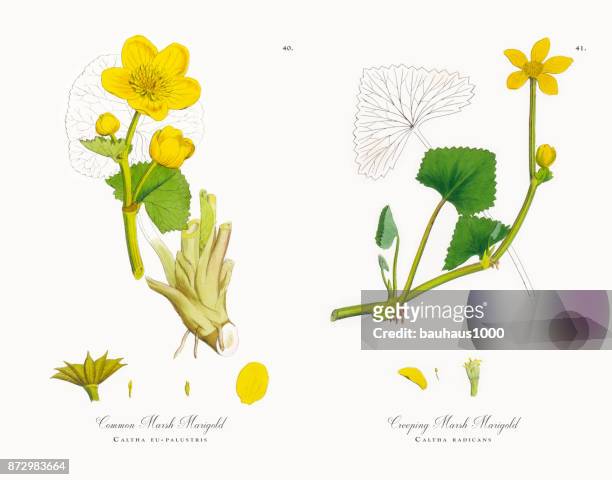 ilustraciones, imágenes clip art, dibujos animados e iconos de stock de común marsh marigold, ue-palustris de caltha, victoriano ilustración botánica, 1863 - orquidea salvaje