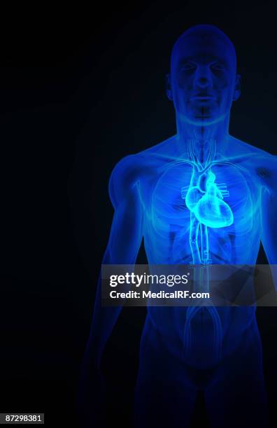 stockillustraties, clipart, cartoons en iconen met the heart and major vessels - onderste holle ader
