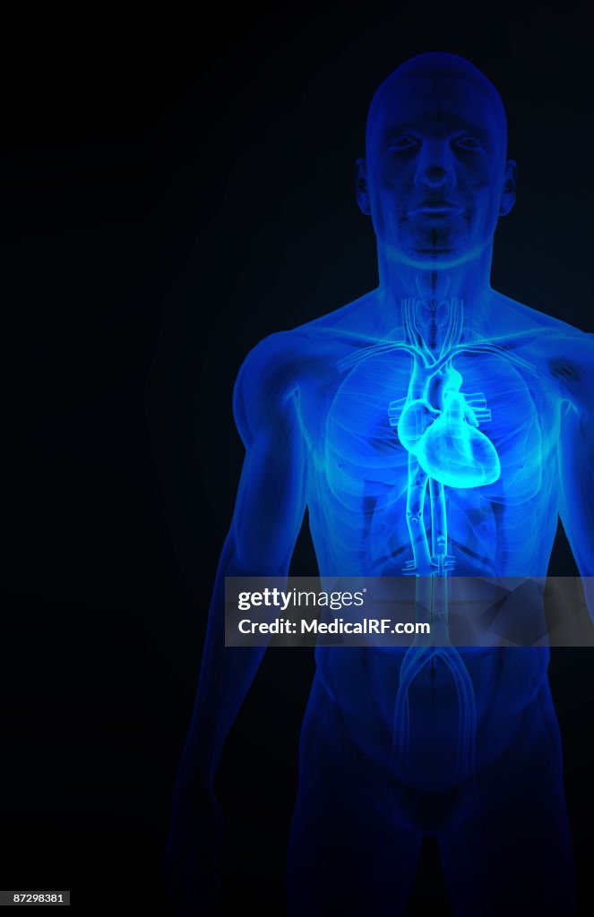 The heart and major vessels