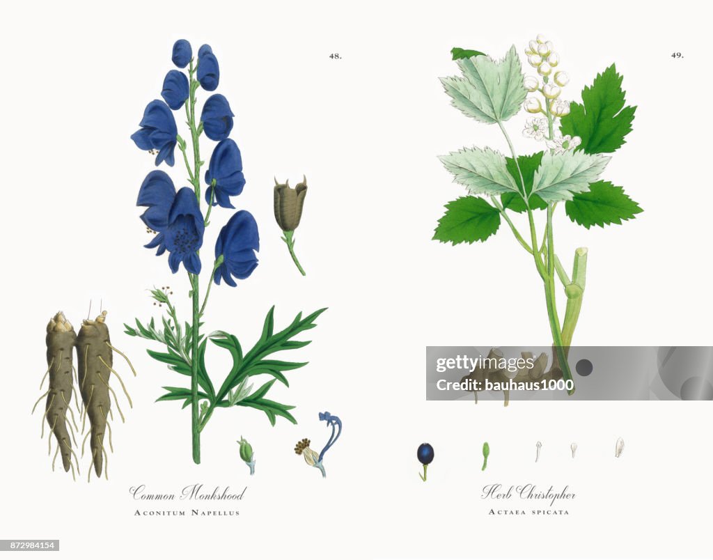 Common Monkshood, Aconitum Napellus, Victorian Botanical Illustration, 1863