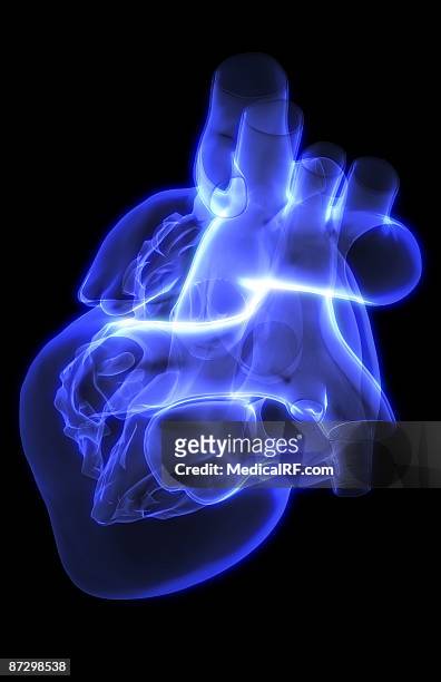 ilustraciones, imágenes clip art, dibujos animados e iconos de stock de the heart - ventrículo izquierdo