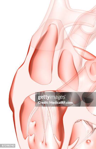 sectional anatomy of the heart. - papillary muscle stock illustrations