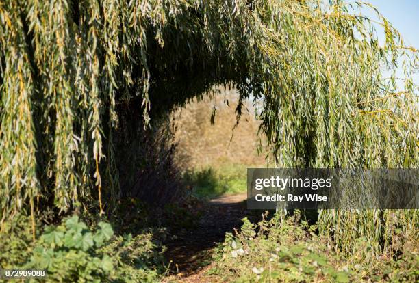 walthamstow wetlands nature reserve - willow stock pictures, royalty-free photos & images
