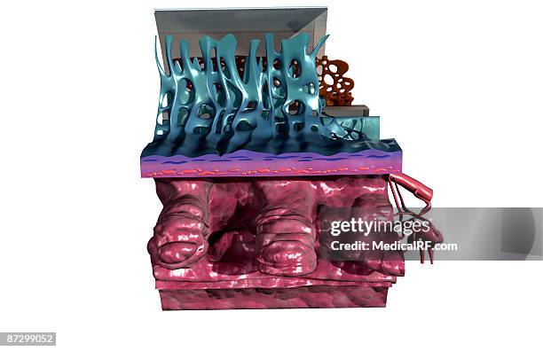 sectional anatomy of the eye - smooth muscle stock illustrations