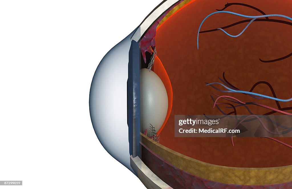 Structure of the eye