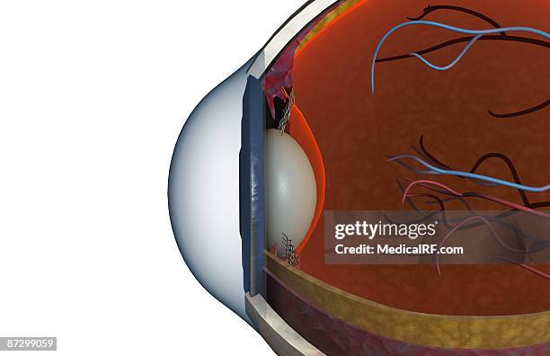 structure of the eye - vitreous humour stock illustrations