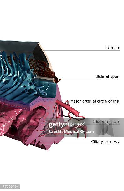 sectional anatomy of the eye - 平滑筋点のイラスト素材／クリップアート素材／マンガ素材／アイコン素材