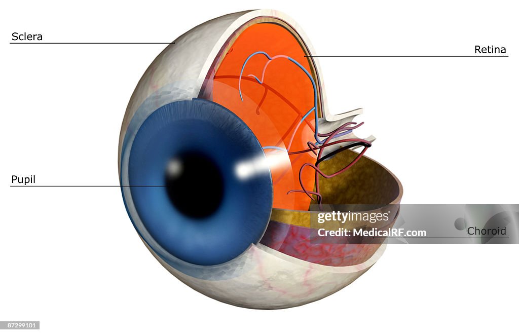 Structure of the eye