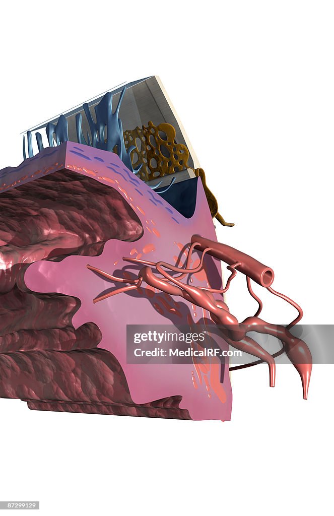 Sectional anatomy of the eye