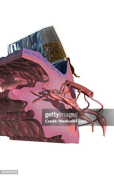 sectional anatomy of the eye - smooth muscle stock illustrations