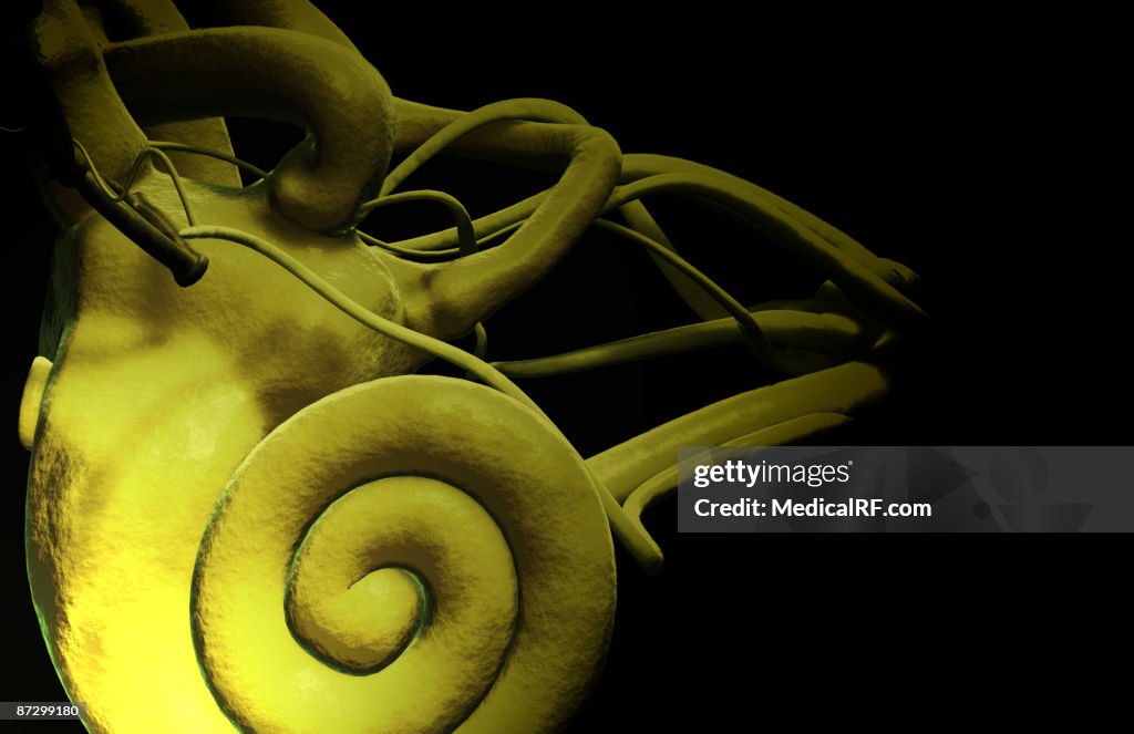 The inner ear