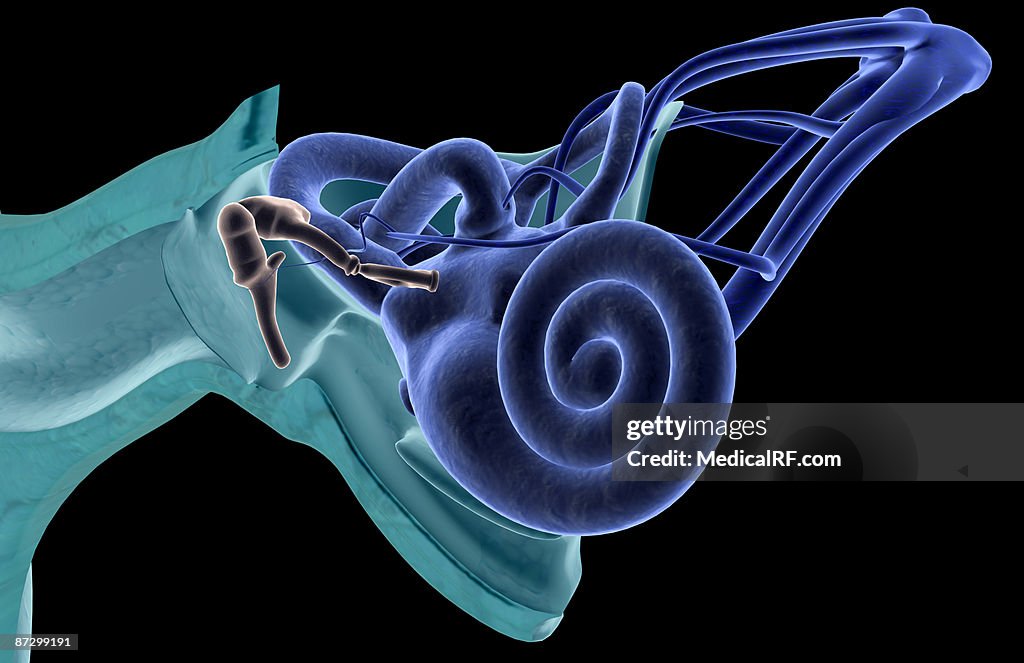 Anatomy of the ear