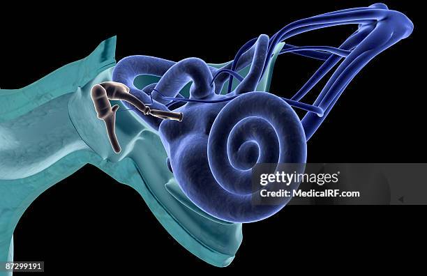 stockillustraties, clipart, cartoons en iconen met anatomy of the ear - internal auditory canal