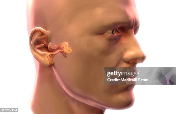 stockillustraties, clipart, cartoons en iconen met anatomy of the ear - internal auditory canal