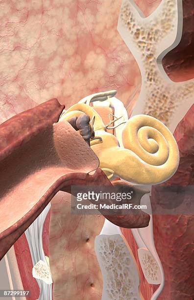 anatomy of the ear - ear canal stock illustrations