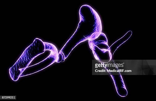 auditory ossicles - malleus stock illustrations