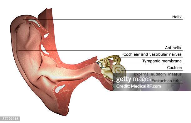 stockillustraties, clipart, cartoons en iconen met anatomy of the ear - internal auditory canal