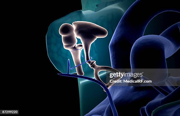 the middle ear - internal auditory canal stock illustrations