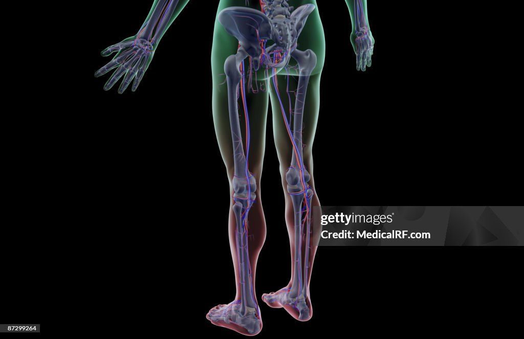 The blood supply of the lower body
