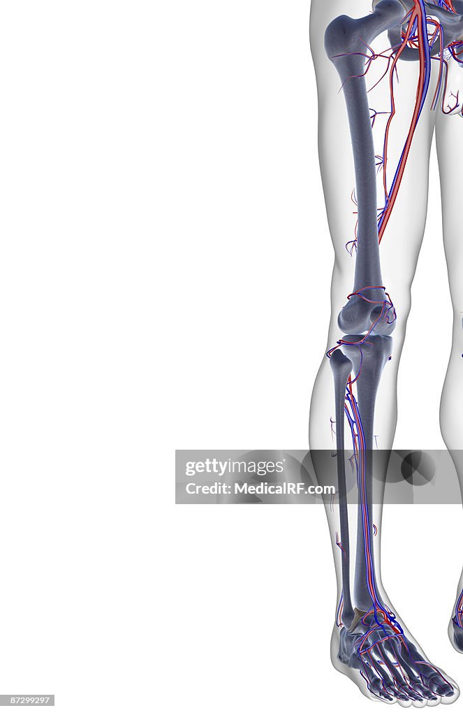 The blood supply of the lower limb