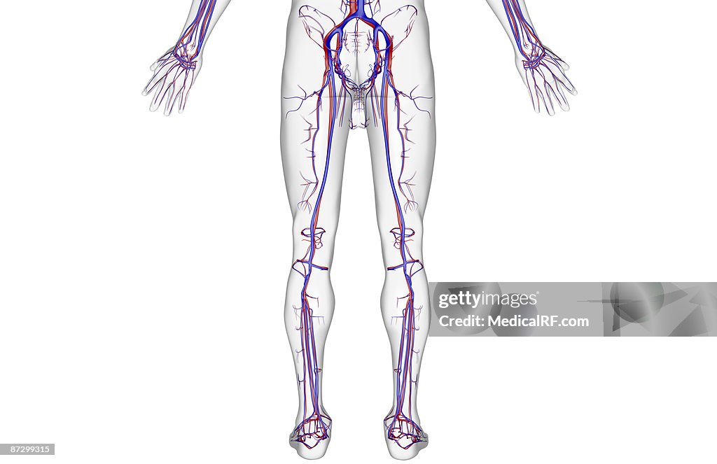 The blood supply of the lower body